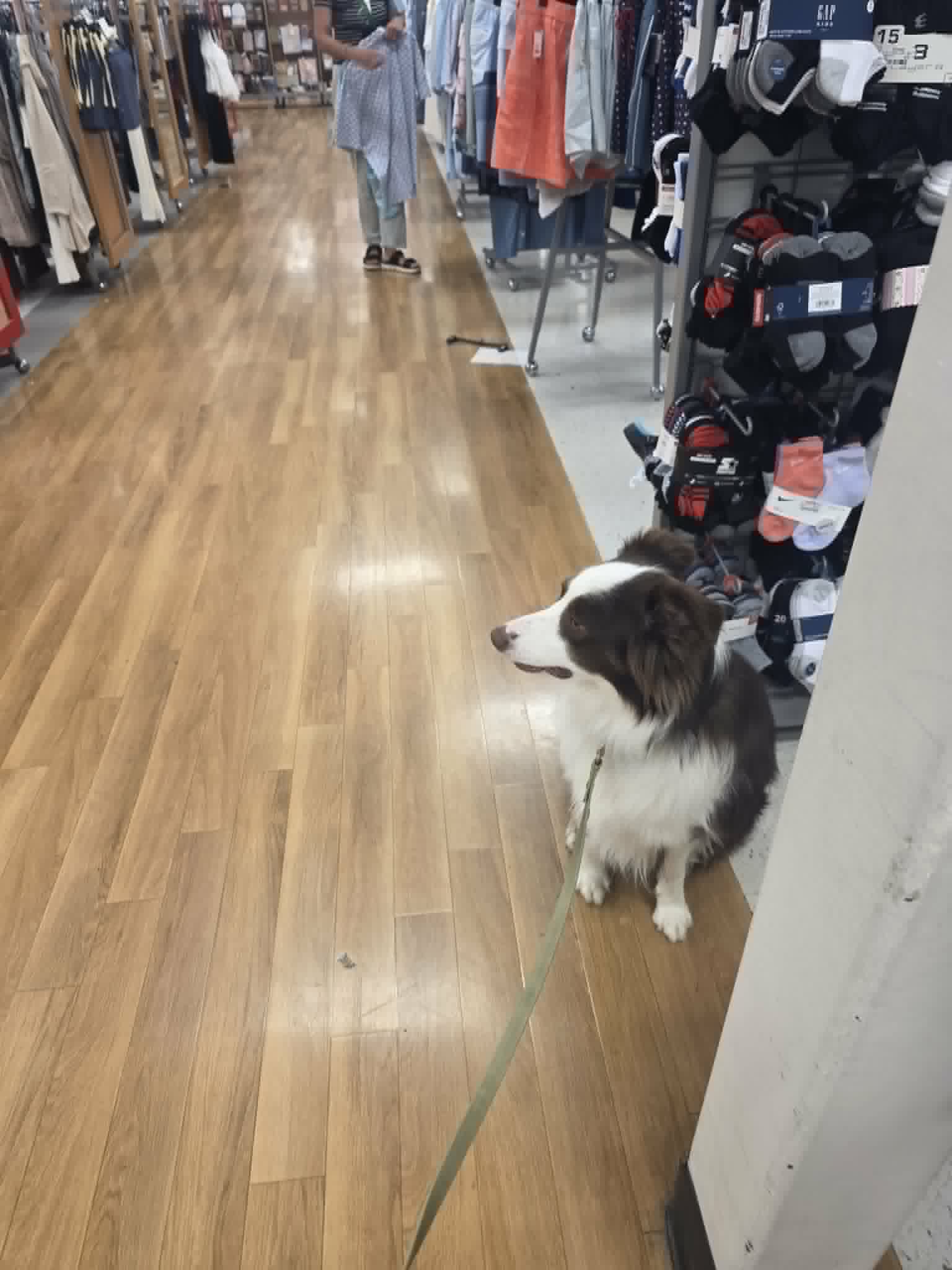 A dog practicing calm leash skills around store distractions