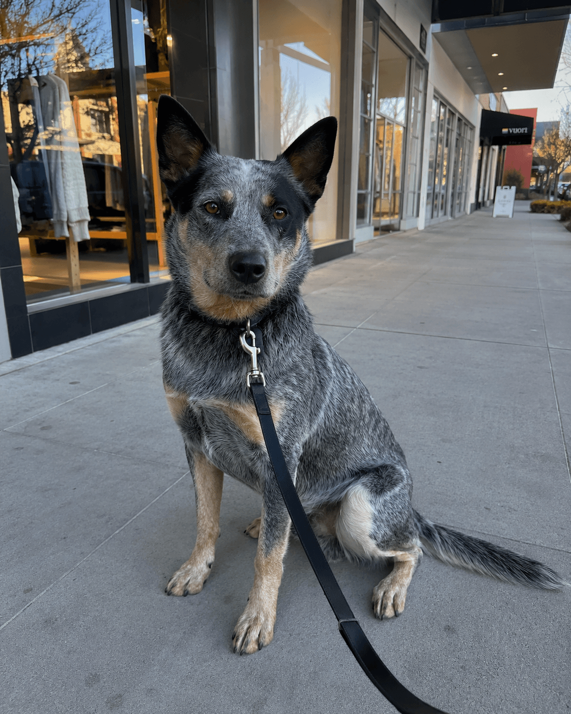 Echo the blue heeler working around a mall environment