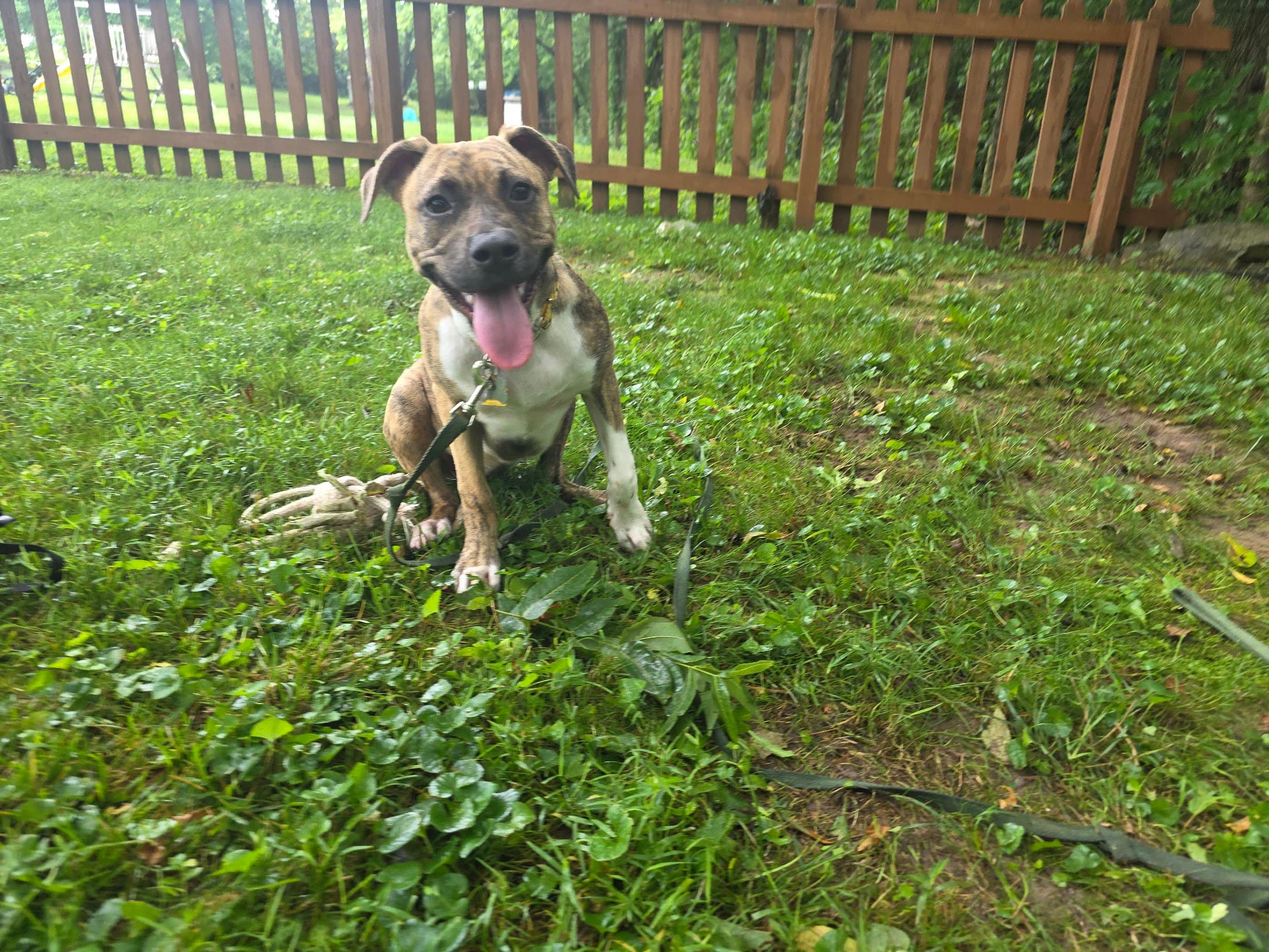 Luna wearing a long line during training