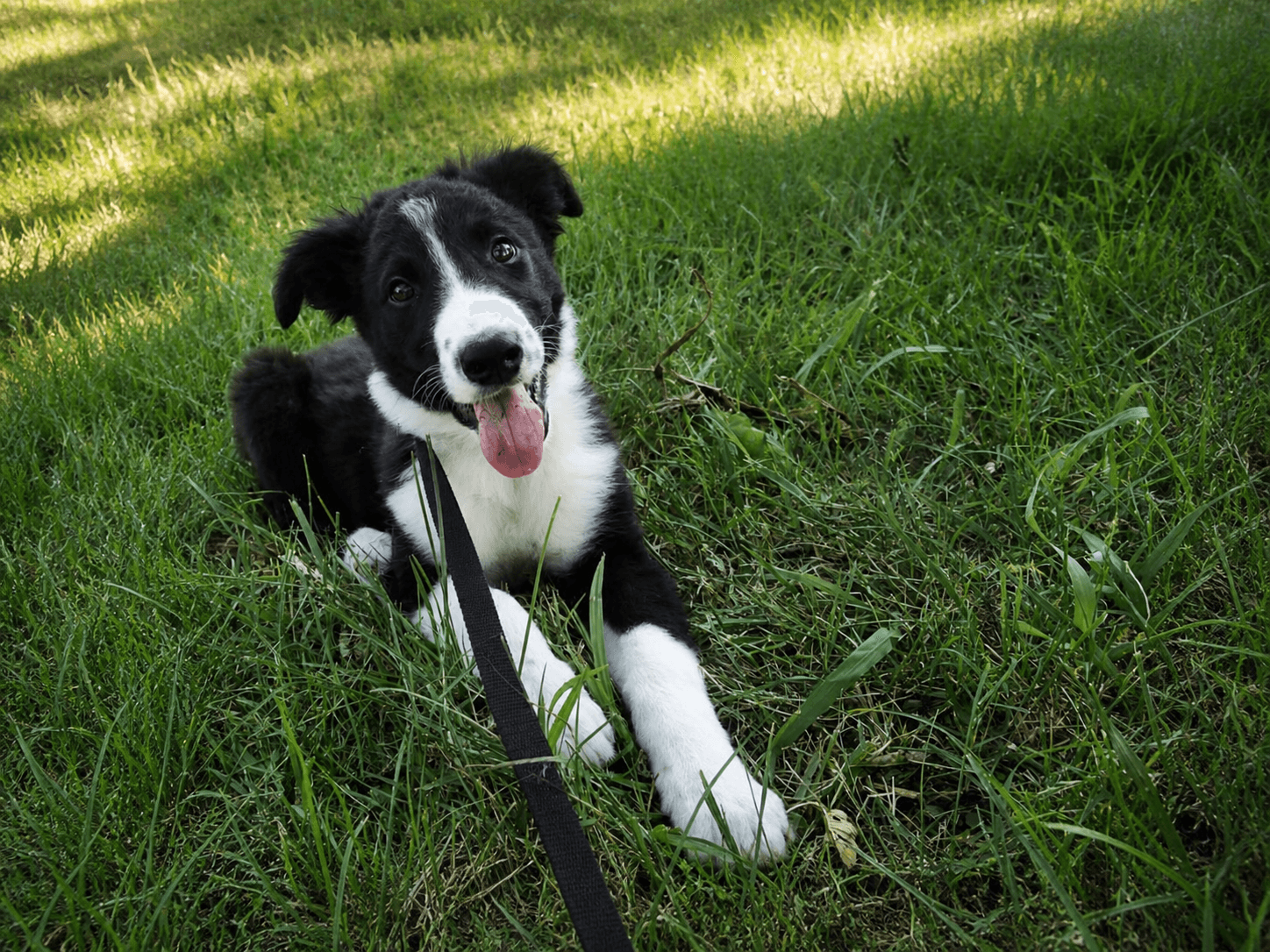 Puppy Eli on a training outing