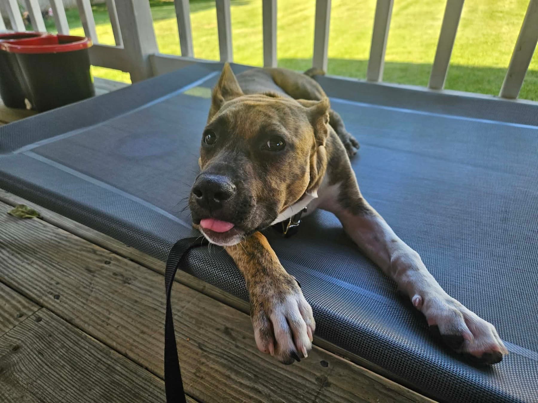 Luna relaxing on a shaded porch cot