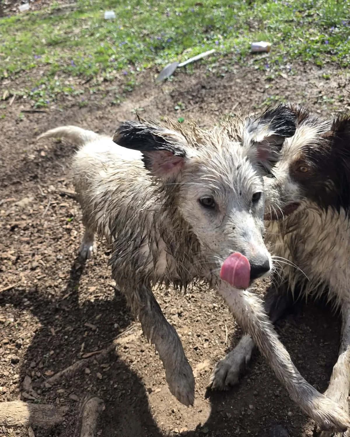 Dogs settled and calm after a training outing